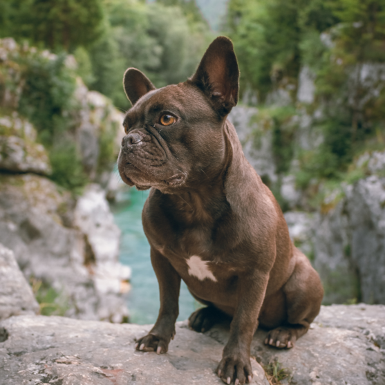 French Bulldog Breed Info